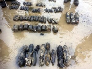Munitions on Gower Peninsula 150319 CREDIT ROYAL NAVY